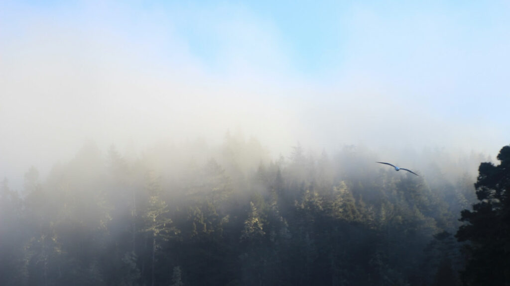 jak uczymy focusingu zaufaj cialu