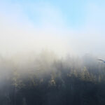 Jak Uczymy Focusingu?&hellip;